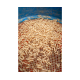 Sonubaits Maggot GLUE