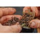 Guru Multi Maggot Feeder Medium 40 gr